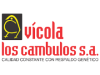 Vicola los cambulos