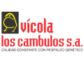 Vicola los cambulos